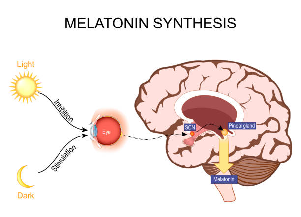 Melatonin and Circadian rhythm regulation. Brain with pineal gland Melatonin and Circadian rhythm regulation. Brain with pineal gland and suprachiasmatic nucleus. sleep-wake cycle. Human anatomy. vector illustration. What does melatonin do? nucleus stock illustrations