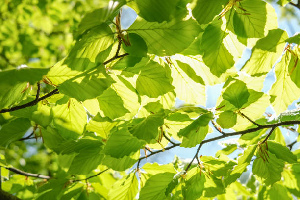 istock A background of branches with green leaves. 1483822245