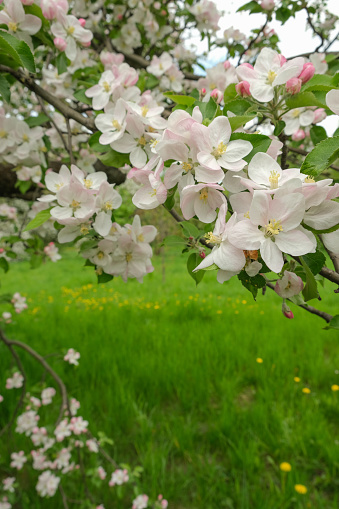 Apple blossoms on a background of green grass in spring. High quality photo