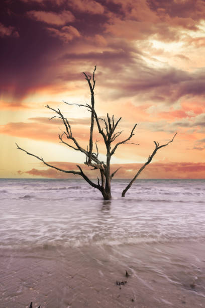 istock Surreal twisted dead trees at Driftwood Beach in South Carolina 1483825258