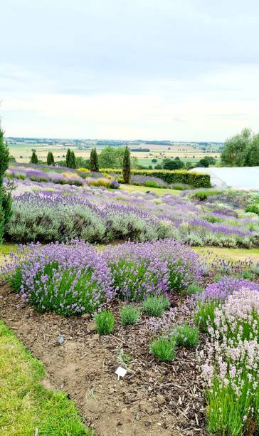 istock Lavender field in North Yorkshire 1483827175