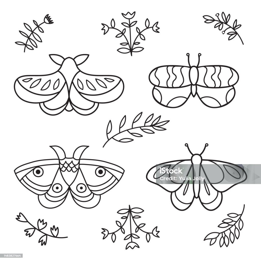 Butterflies butterflies