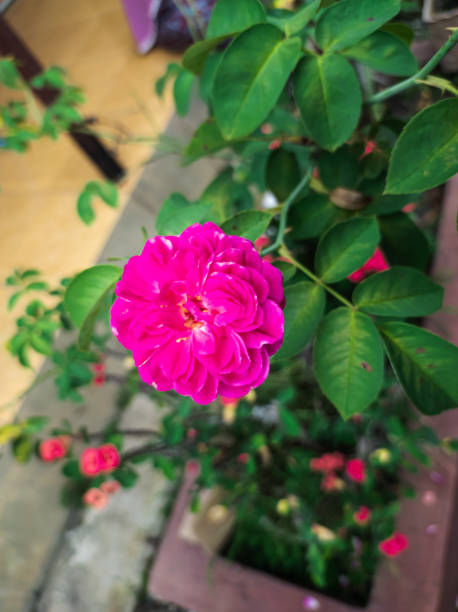 istock pink rosa gallica flowers 1483827791