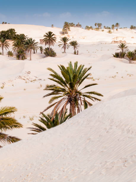 desert landscape Desert landscape of dunes in Douz,Tunisia tunisia sahara douz stock pictures, royalty-free photos & images