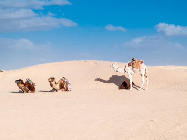 istock Desert of Douz,Tunisia 1483827941