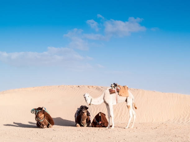 Desert of Douz,Tunisia Camel in the desert of Douz,Tunisia tunisia sahara douz stock pictures, royalty-free photos & images