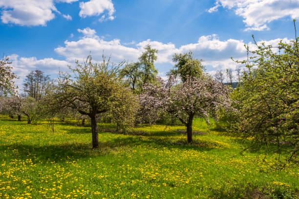 istock Cherry blossom in Franconian Switzerland/Germany 1483828078