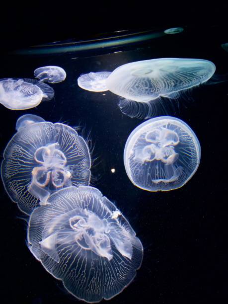 istock Sand dollar jellyfish vertical background 1483829939