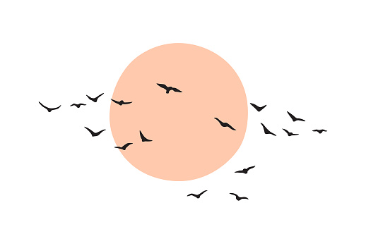Birds group flying against the sun or moon. Bird flock silhouette at dawn or sunset isolated on white background. Vector minimalistic illustration.
