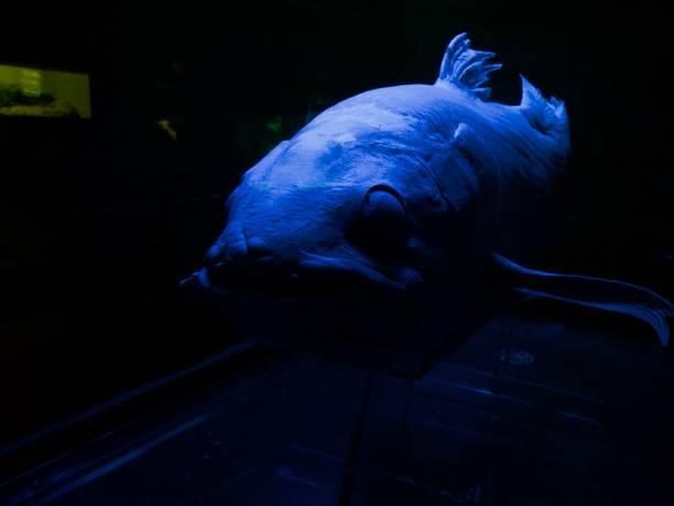 Preserved Coelacanth on display Preserved Coelacanth on display in black lighting in aquarium. coelacanth photos stock pictures, royalty-free photos & images