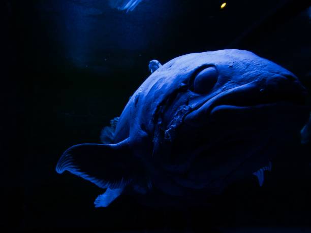 Dreamlike Coelacanth swimming in darkness Closeup of Preserved Coelacanth specimen on display in black light in aquarium. Photo taken in low angle and dark background to make it look as if it were swimming in darkness. coelacanth photos stock pictures, royalty-free photos & images