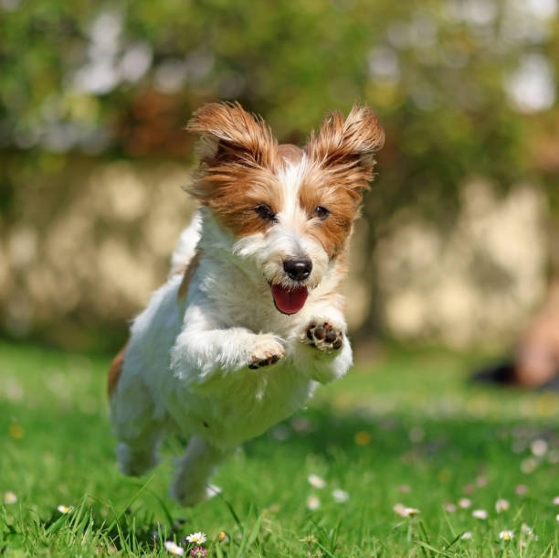 istock A dog running in a garden 1483831569