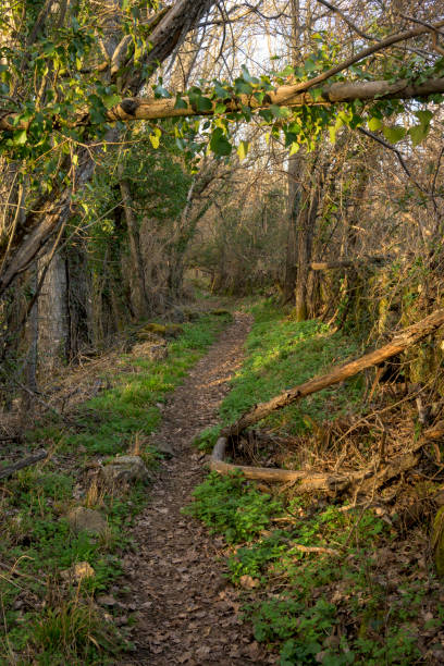 istock Path in greenish forest with moss and ivy in the humid trees mysterious in vertical 1483831704