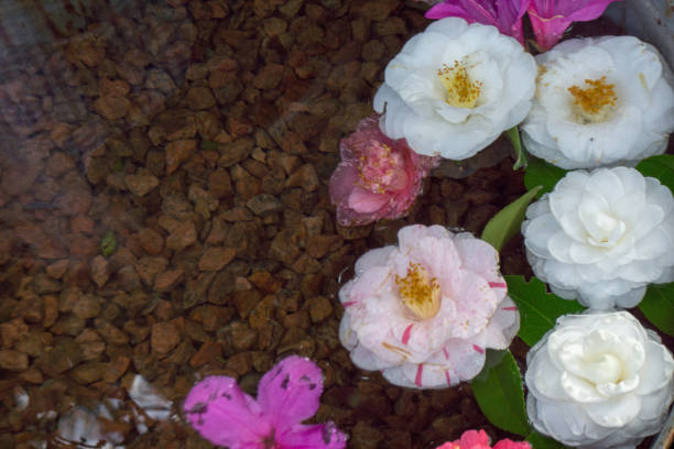 istock White and pink camellia flowers floating 1483834990