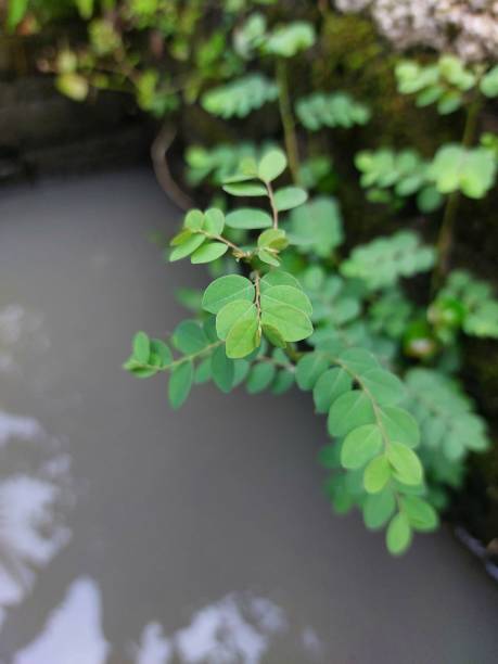 istock Meniran or Phyllanthus urinaria 1483836226