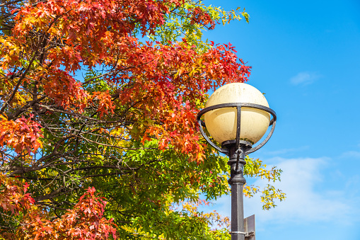 Street Lamp and Autumn Leaves