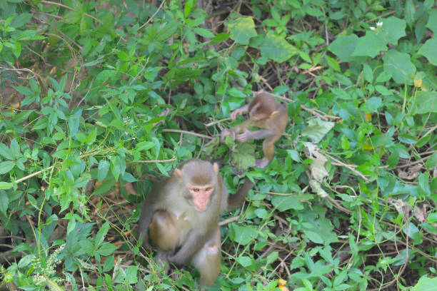 istock Monkey at hong kong, Kam Shan Country Park 2019 1483840084