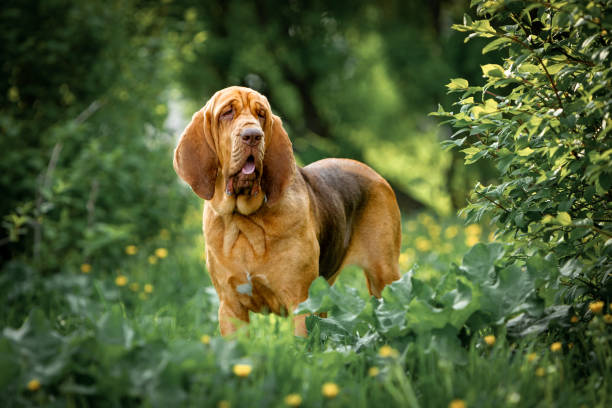 A brown bloodhound stands among the greenery in a park on a summer day A brown bloodhound stands among the greenery in a park on a summer day bloodhound stock pictures, royalty-free photos & images