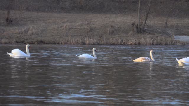 Family of mute swans in the evening on the river.