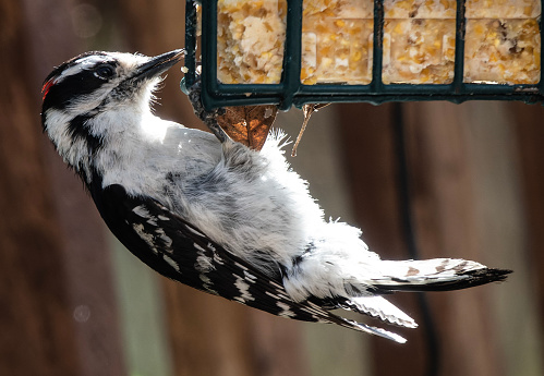 Woodpecker on the Suet Feeder