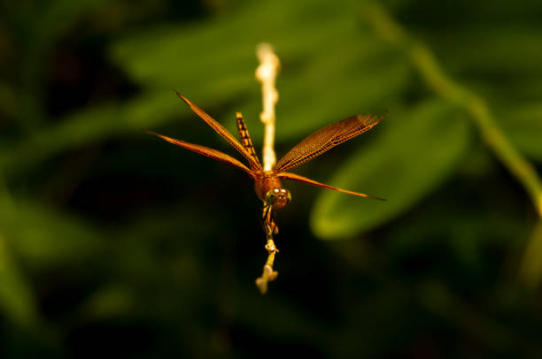 A dragonfly (Anisoptera) perched on a tree branch on a sunny day