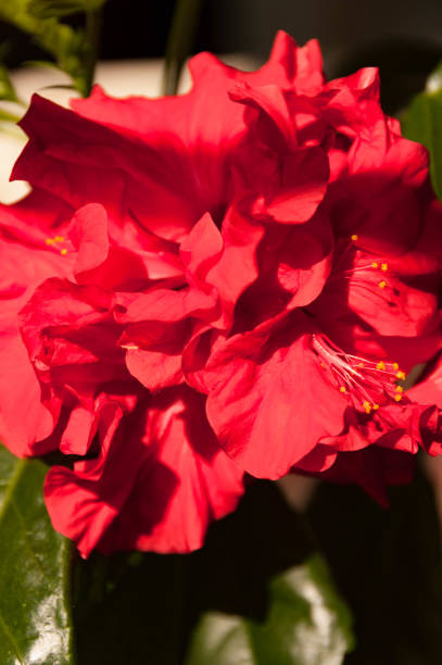 istock hibiscus flower close-up 1483844206