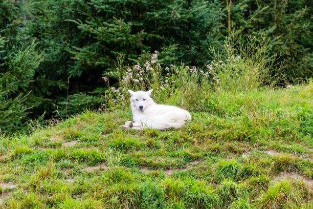 흰 북극 늑대 - canadian timber wolf 뉴스 사진 이미지