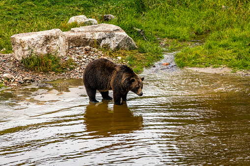 Grizzly at rest in the water