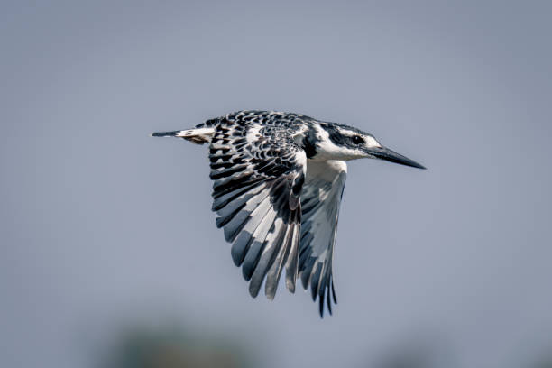 istock Pied kingfisher with catchlight flies over trees 1483846052