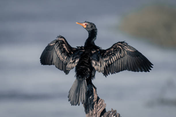istock Reed cormorant dries wings on tree stump 1483846098