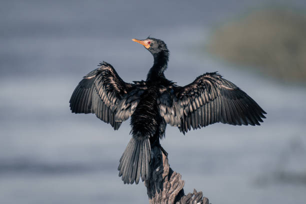Reed cormorant dries wings on tree stump Reed cormorant dries wings on tree stump phalacrocorax africanus stock pictures, royalty-free photos & images