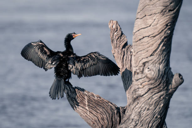 Reed cormorant dries wings on dead tree Reed cormorant dries wings on dead tree phalacrocorax africanus stock pictures, royalty-free photos & images
