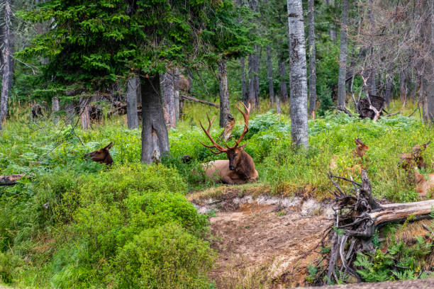 Portrait of large bull elk with dry grass and forest in background