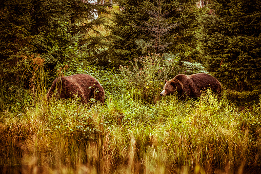 two brown bears in a Canadian forest