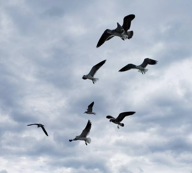 istock Seagull of Isla Mujeres 1483846338