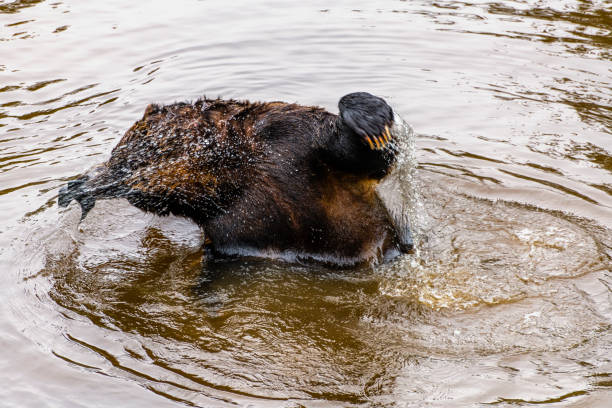 brown bear in a Canadian lake splashes around
