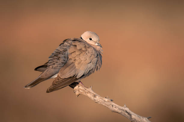 istock Ring-necked dove on branch with orange background 1483846390