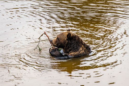 brown bear in a Canadian lake splashes around
