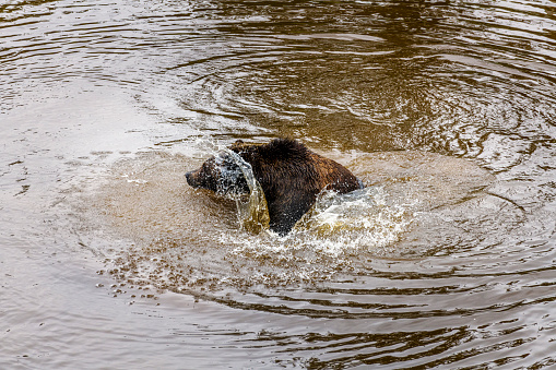 brown bear in a Canadian lake splashes around