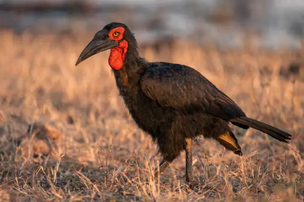 Southern ground hornbill crosses grass watching camera