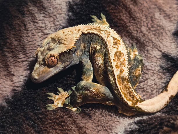 istock my beautifull crested geckos in terrariurm 1483846730