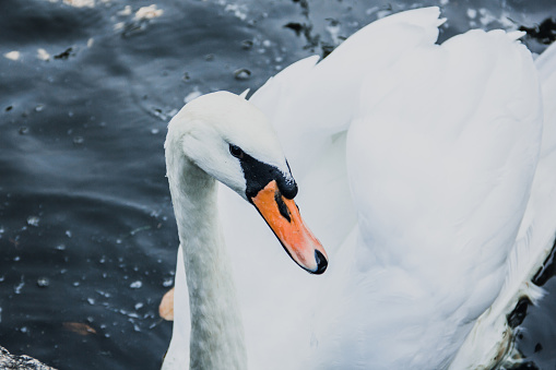 Swan. Beautiful swan on the water. Beautiful bird. Floating bird