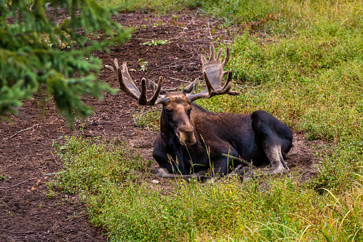 single elk with huge antler in a canadian forest