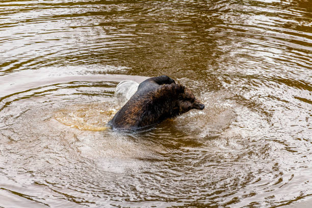 brown bear in a Canadian lake splashes around