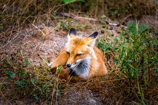 Close up of a red fox (Vulpes vulpes) lying in meadow, United Kingdom.