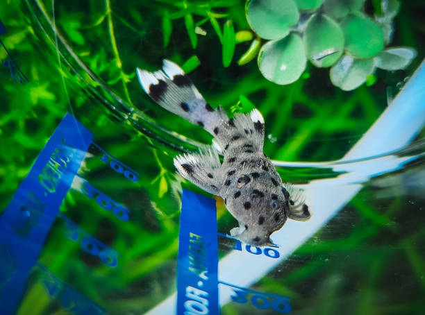 a lovely hypancistrus in my tank a lovely hypancistrus in my tank loricariidae stock pictures, royalty-free photos & images