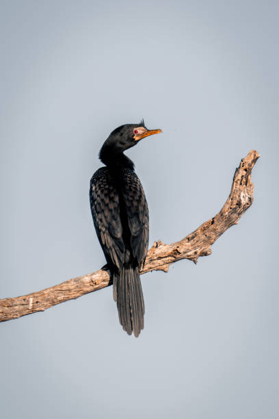 Reed cormorant on dead branch with catchlight Reed cormorant on dead branch with catchlight phalacrocorax africanus stock pictures, royalty-free photos & images