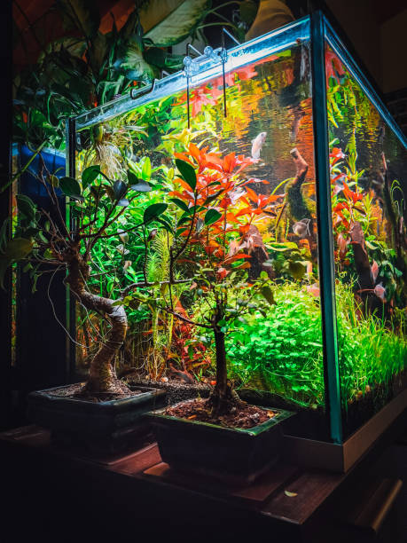 istock view on my beautifull aquarium 1483848793