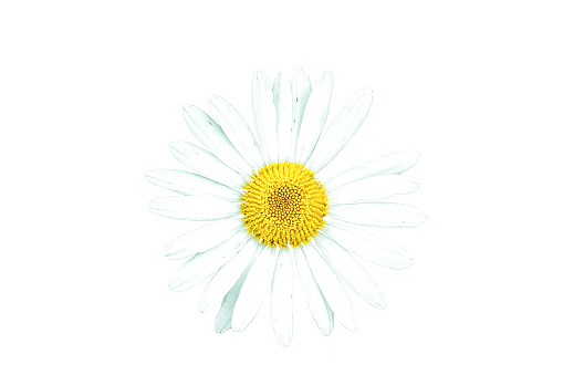 White daisy isolated on white background, top view. Close up Bellis perennis small wild flower blooming cut out icon. Meadow Chamomile ornamental flowering plant cutout element for design