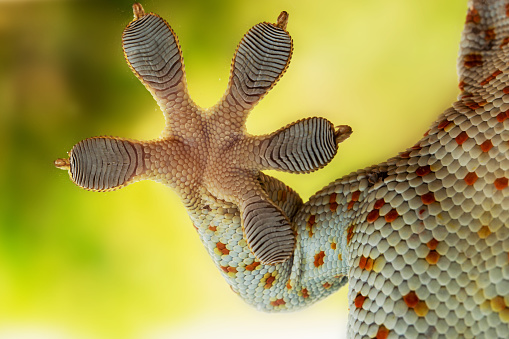 Amazing Gecko leg, Amazing Fingers of Gecko on glass, beautiful Gecko natural, Macro shots.